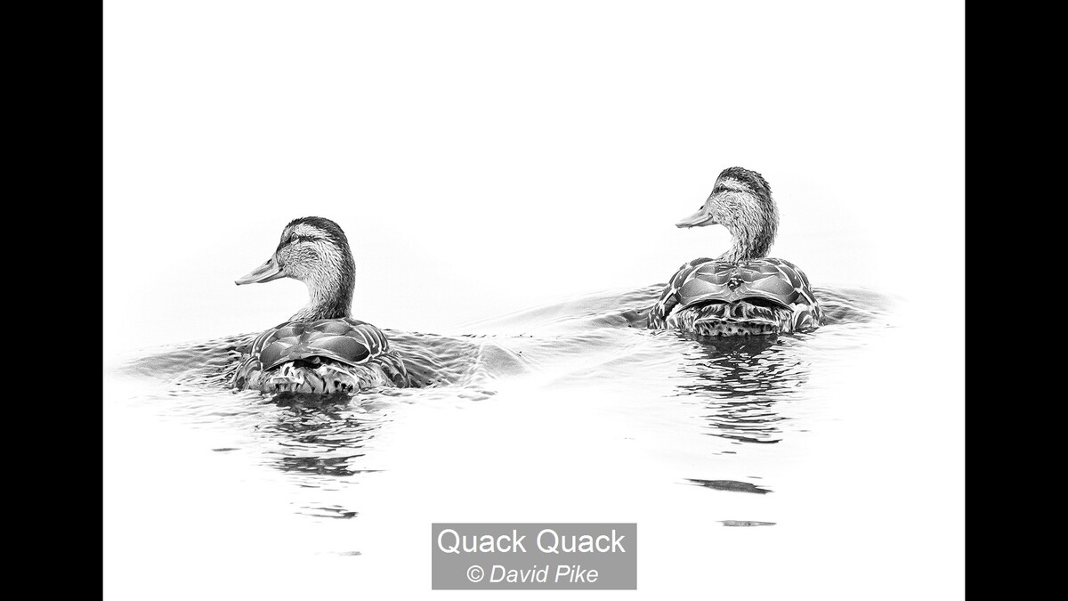 Quack Quack